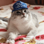 catinthebluehat Profile Picture