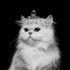 kitty-queen Profile Picture