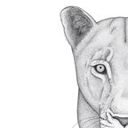 nalla_the_lioness Profile Picture