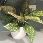 Profile picture of onlyplants